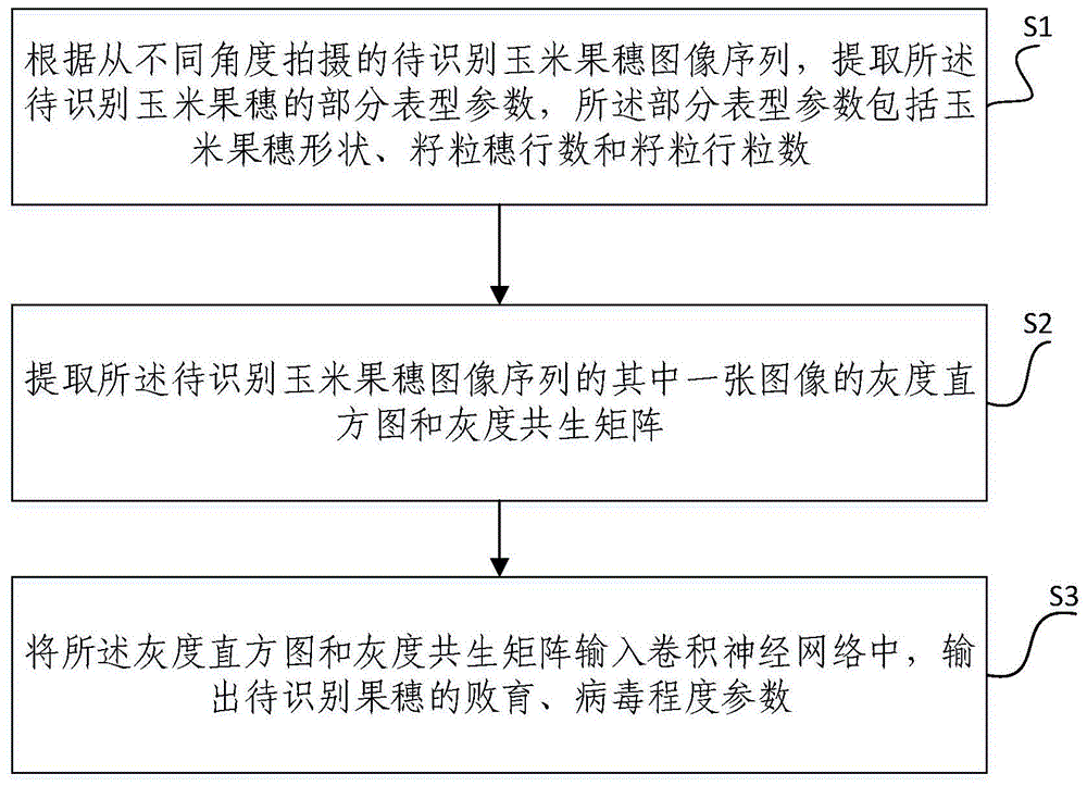 一种玉米果穗表型测量方法及系统与流程