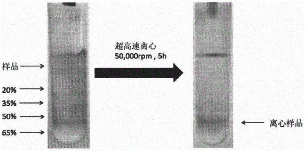 蔗糖密度梯度离心分离铁蛋白纳米颗粒的方法与流程