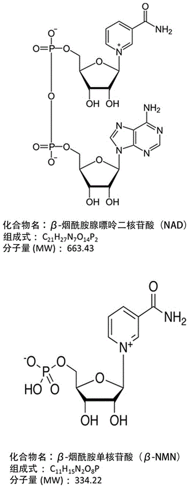 β-NMN的制造方法以及含有其的组合物与流程