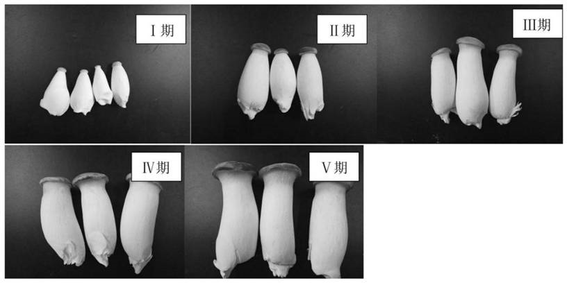 一种提取食用菌高质量DNA原始样品的筛选方法与流程