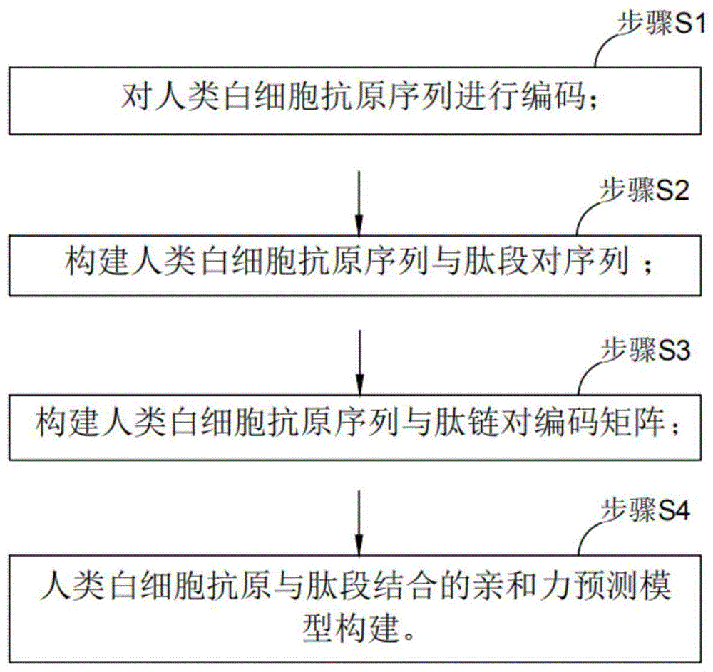 基于深度学习的白细胞抗原与多肽结合亲和力预测方法与流程