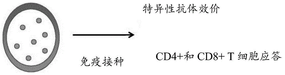 包含可溶性包封抗原的聚合物囊泡以及其制备方法和用途与流程