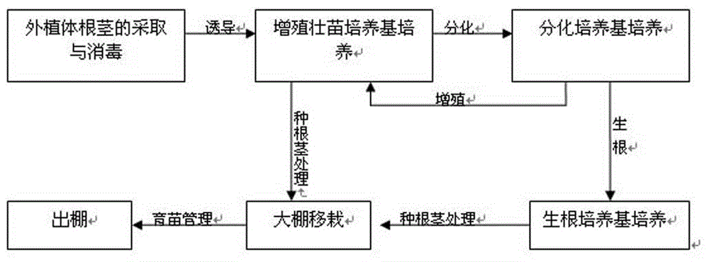 一种形成多花黄精多芽健壮发育根茎的繁育方法与流程