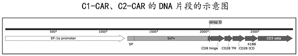 以CD99为靶点的嵌合抗原受体联合抗肿瘤药物的应用的制作方法