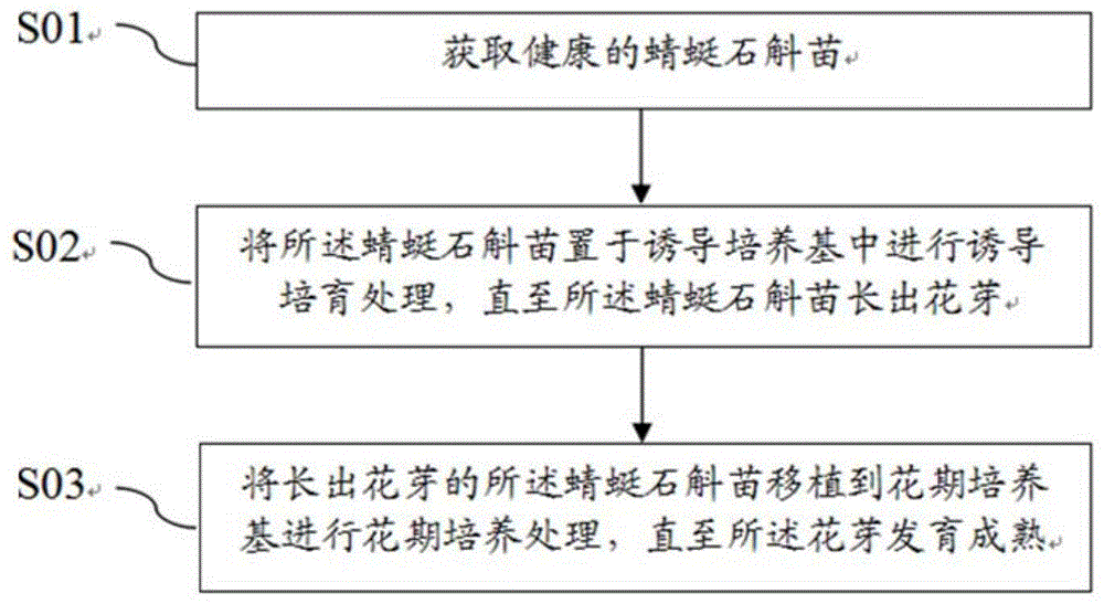 人工诱导蜻蜓石斛开花的培养方法和诱导培养基与流程