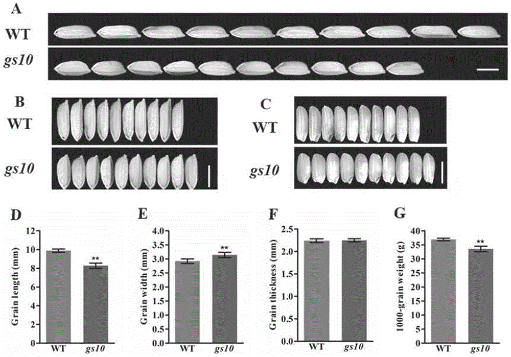 水稻粒型基因GS10及其应用的制作方法