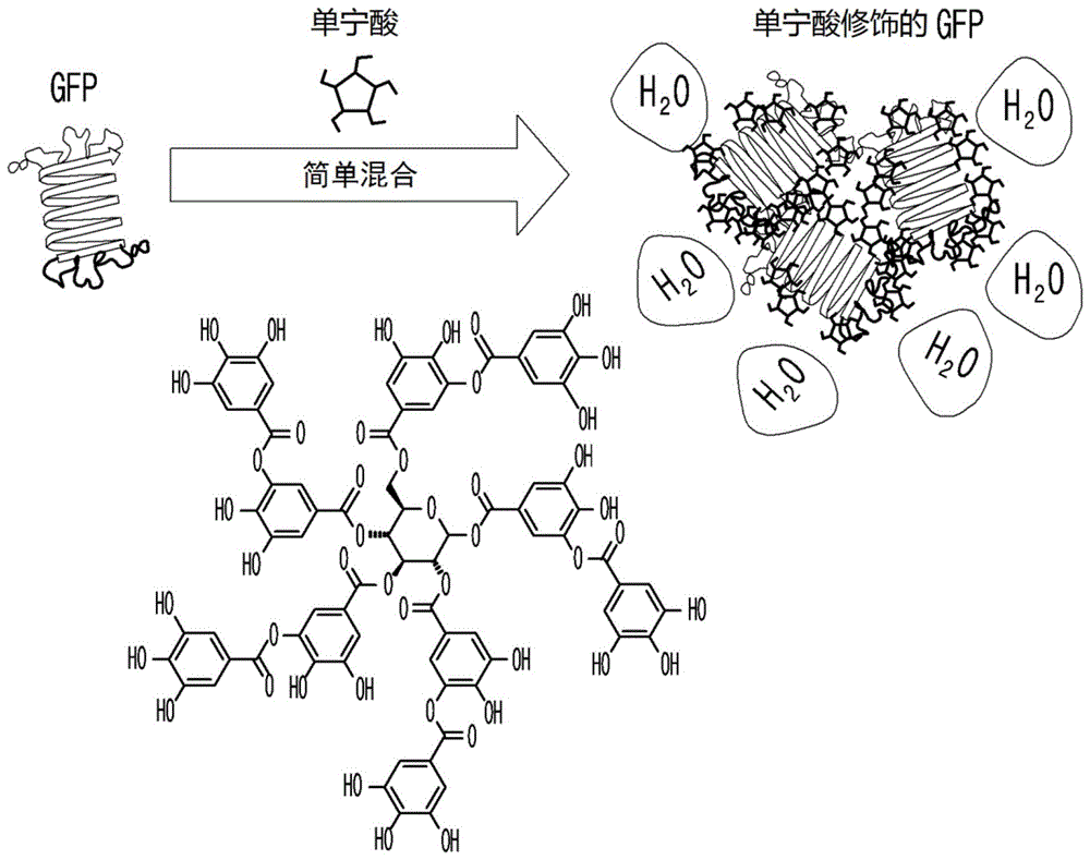 含有单宁酸的心脏靶向剂的制作方法