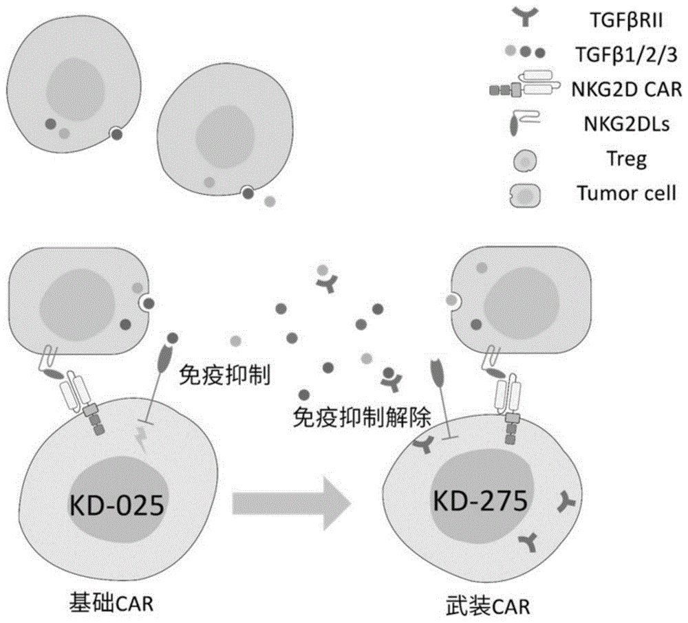 武装靶向TGF-β的特异性嵌合抗原受体细胞及其制备方法和应用与流程