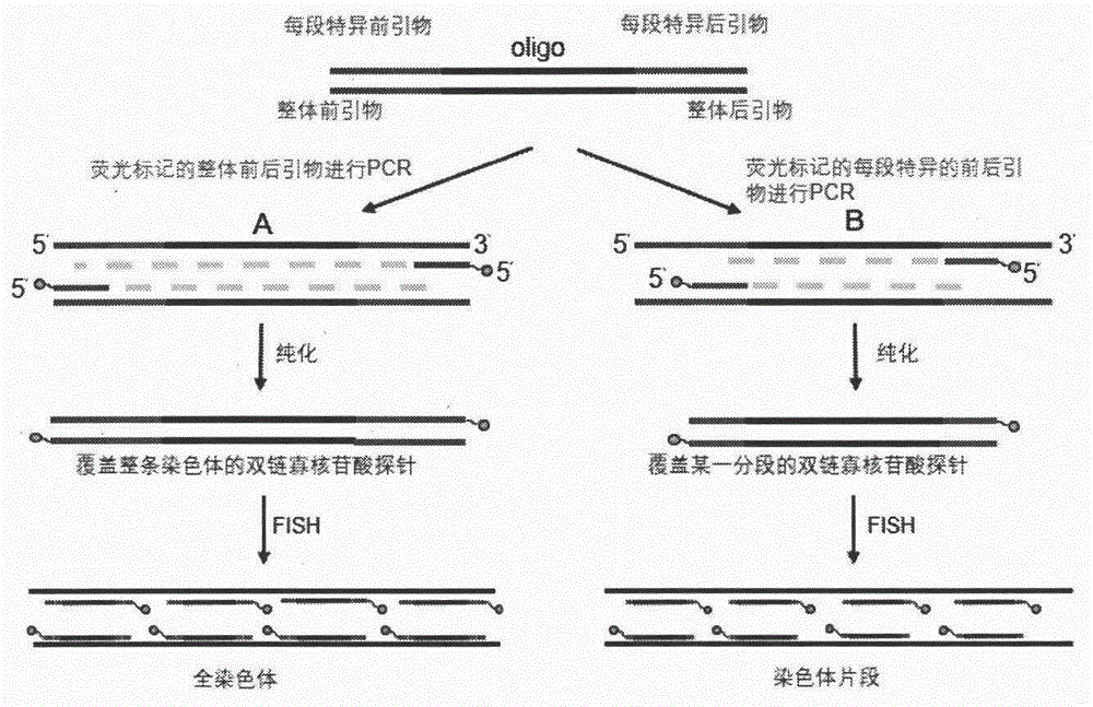 基于多重PCR合成寡核苷酸探针的方法与流程