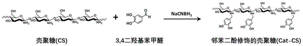 一种邻苯二酚改性壳聚糖-海藻酸盐双网络水凝胶的制备方法与流程