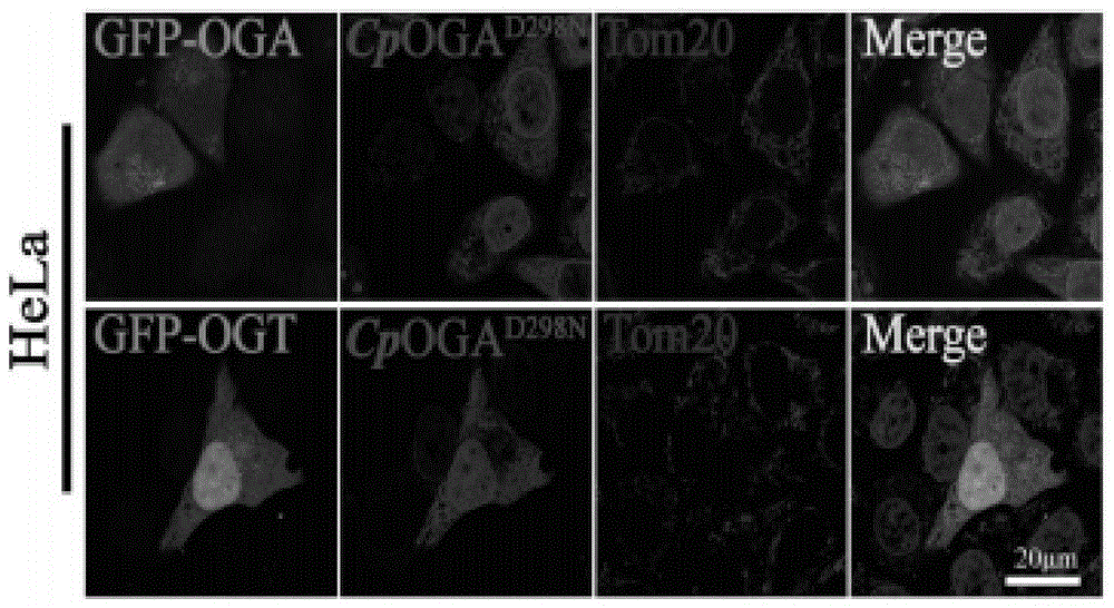 一种动态检测蛋白质O-GlcNAc糖基化的探针及其制备方法与应用与流程