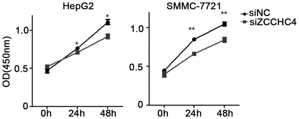 RNA结合蛋白ZCCHC4的靶向药物的应用的制作方法