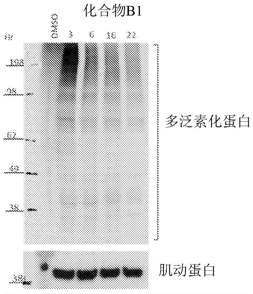 抑制蛋白质降解的化合物及其在癌症治疗中的使用方法与流程