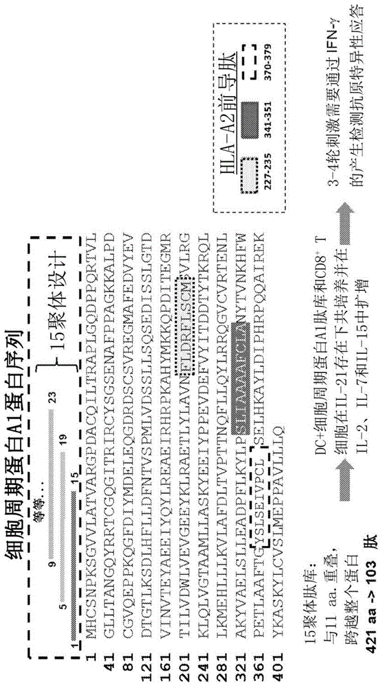 细胞周期蛋白A1特异性T细胞受体及其用途的制作方法