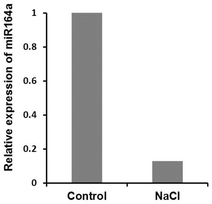 miR164a在应答亚洲棉耐盐中的应用的制作方法