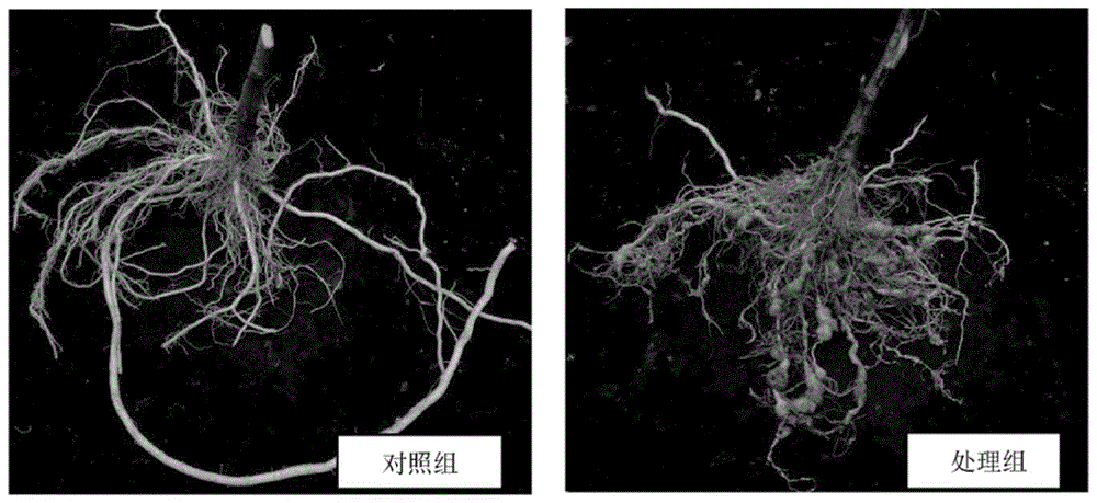 可用于防治根结线虫的淡紫紫孢菌及其用途的制作方法