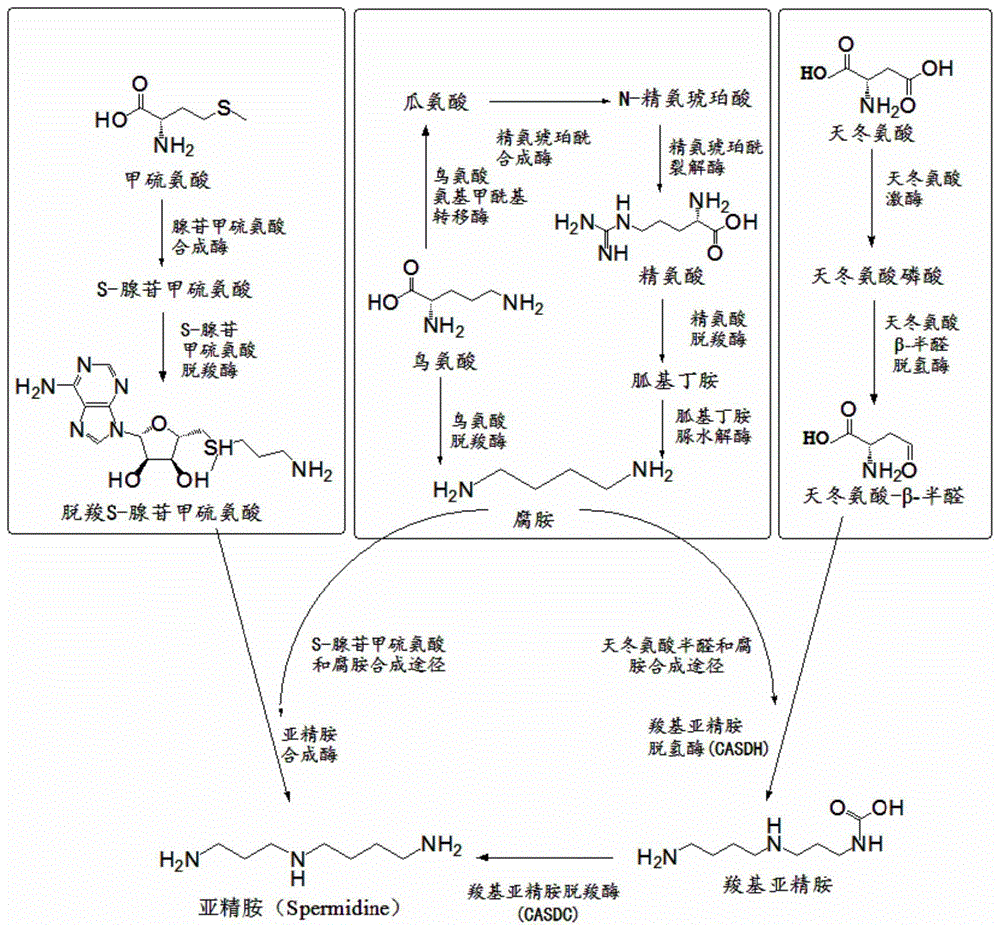 亚精胺的作用和副作用