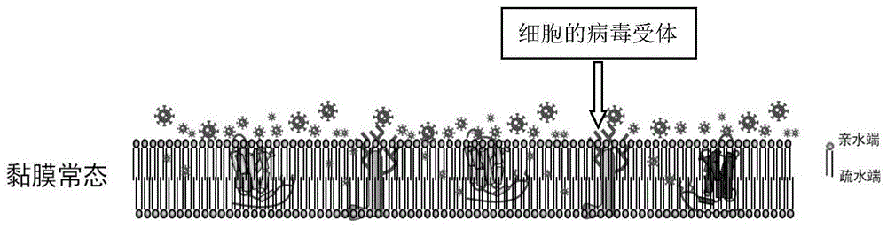 一种用于阻断和干扰非洲猪瘟病毒与猪的特异受体结合的生物饲料及其应用的制作方法
