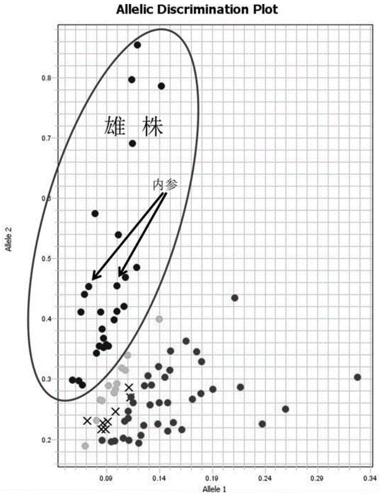 鉴定全缘冬青种植物性别性状的分子标记引物组合及其应用的制作方法