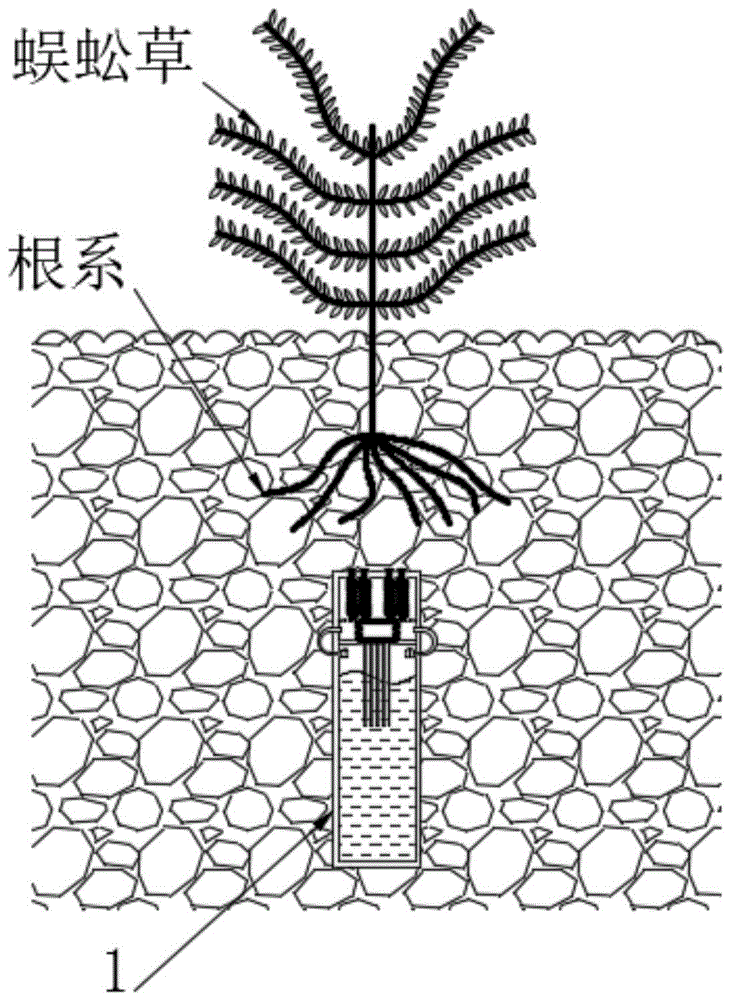 一种基于重金属土壤修复技术的植物根系生长诱导装置的制作方法