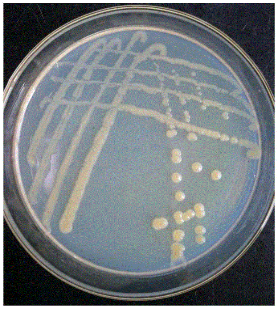 一种盐单胞菌YFX-6及其应用的制作方法