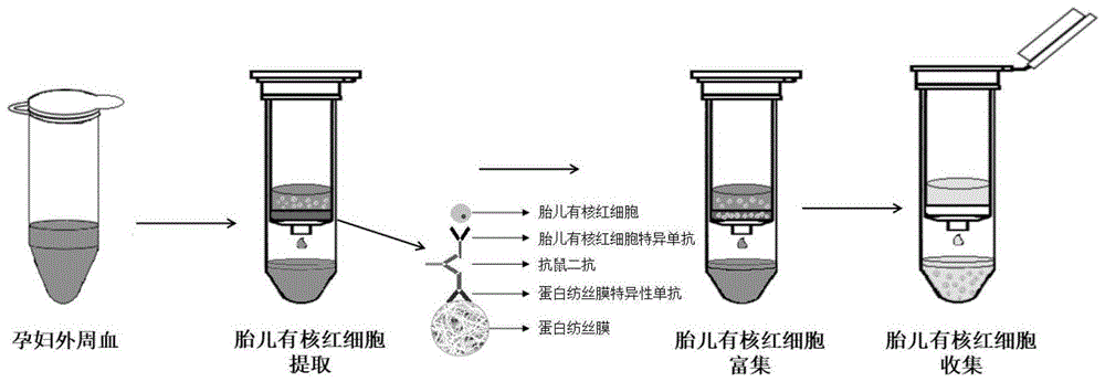 胎儿有核红细胞捕获载体、提取装置及方法与流程