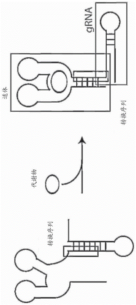 可变换CAS9核酸酶及其用途的制作方法