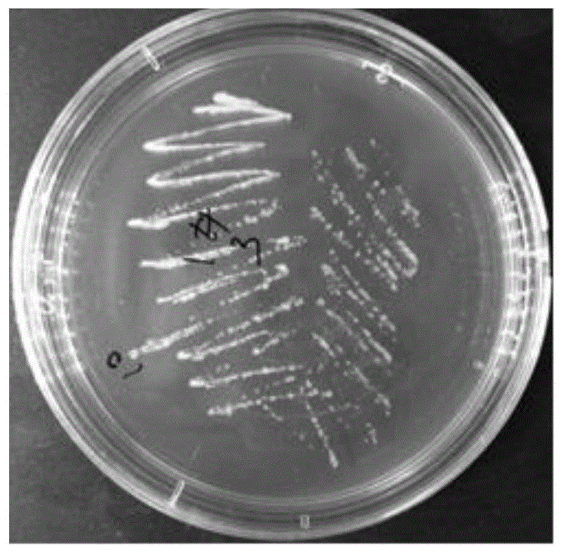 一种提高盐碱地土质的生物有机肥及其应用的制作方法