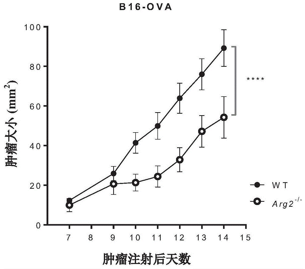 用于癌症治疗的精氨酸酶抑制的制作方法