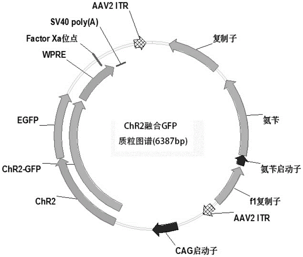 光敏感通道ChR2蛋白的突变体及其应用的制作方法
