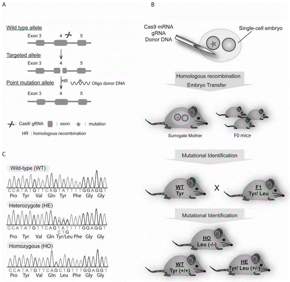 半乳糖基转移酶GalT基因点突变小鼠模型的构建方法及其用途与流程