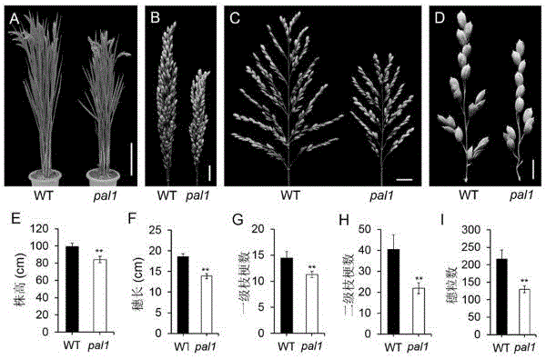 水稻PAL1基因及其编码蛋白与应用的制作方法