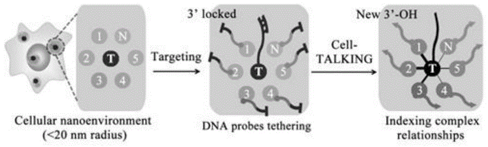 一种细胞大分子锚定的DNA步移索引成像方法与流程
