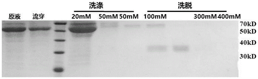 PD-L1靶向结合剂及其用途的制作方法