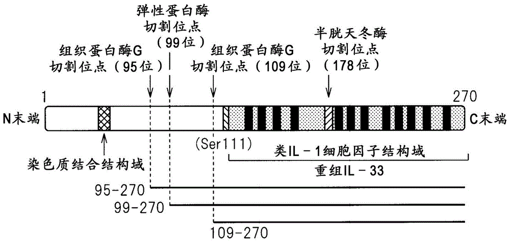 人抗IL－33中和单克隆抗体的制作方法