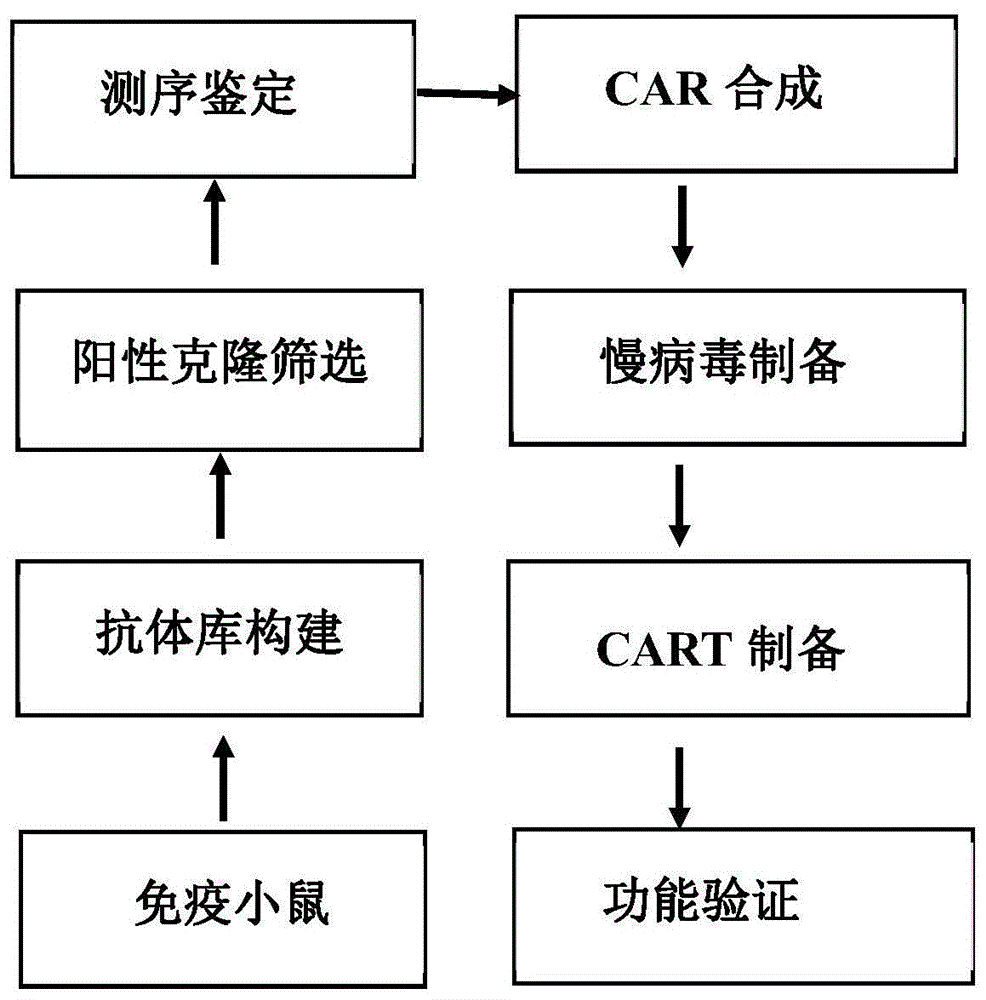 一种CD123结合蛋白、含其的CAR及其应用的制作方法