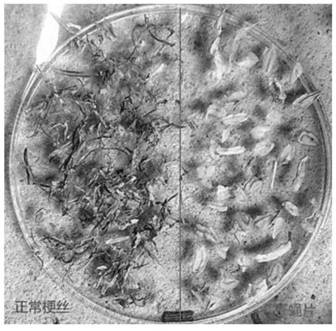 一种使用导流板剔除梗丝中轻薄片的装置及方法与流程