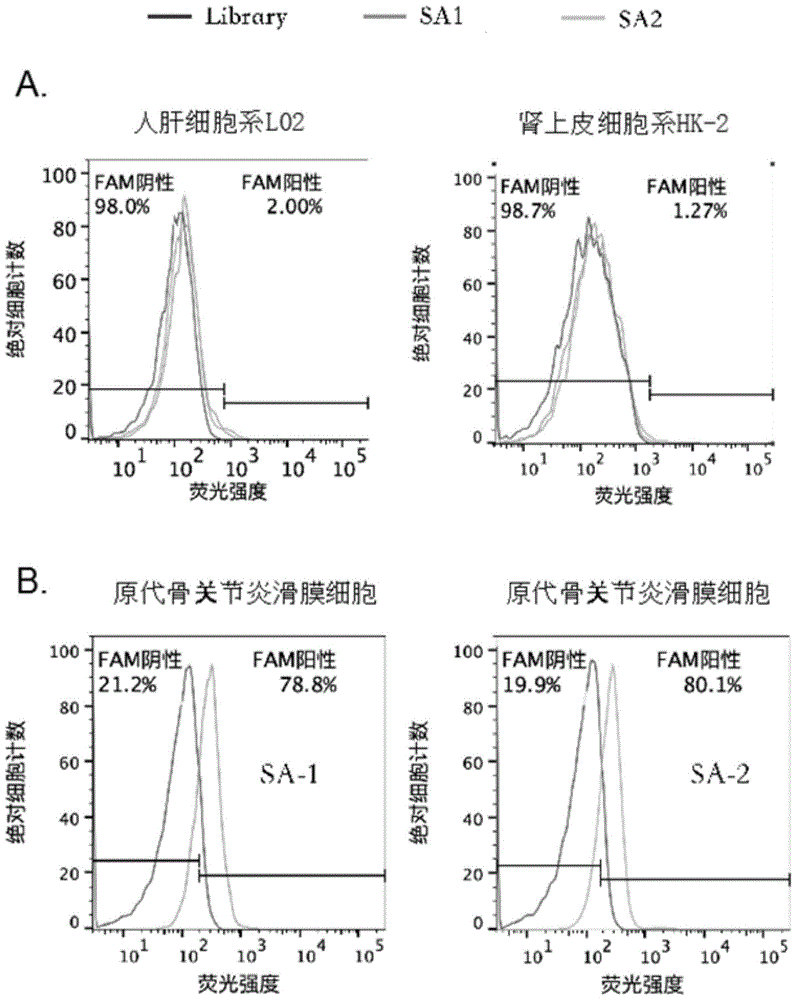 特异性靶向骨性关节炎滑膜细胞的修饰碱基适配体及其应用的制作方法