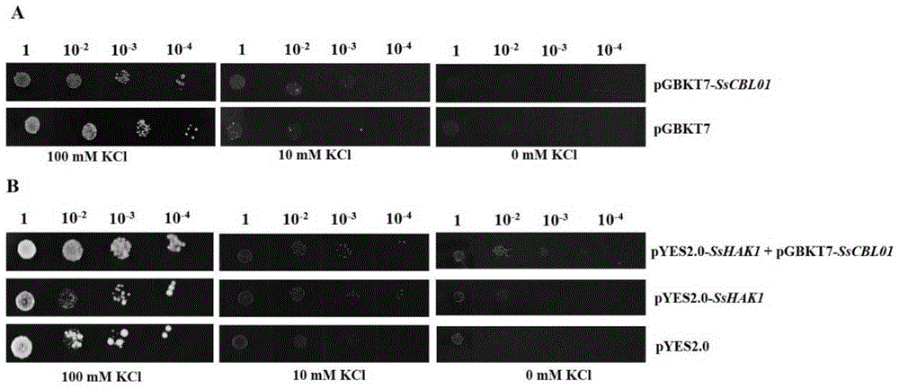 一种调控甘蔗钾吸收效率的SsCBL01基因及其应用的制作方法
