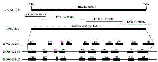 与小麦株高相关的基因TaOSCA2.1、分子标记及其应用的制作方法