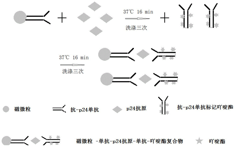 高灵敏度化学发光免疫诊断试剂及消除两步法免疫试剂HOOK效应的方法与流程