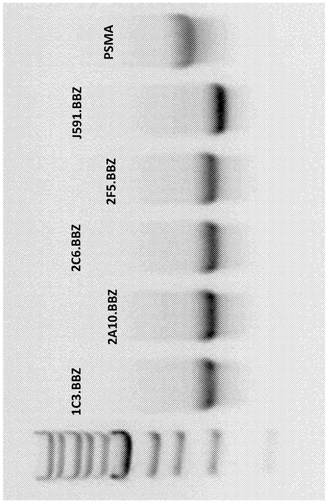 前列腺特异性膜抗原CAR及其使用方法与流程