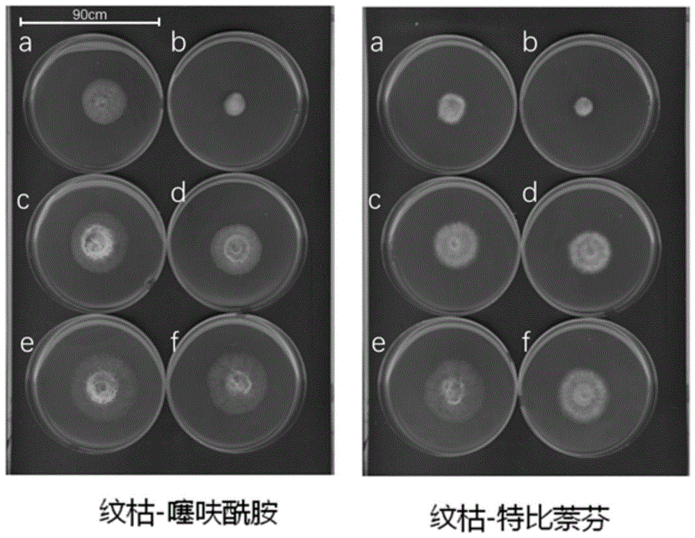 烯丙胺类化合物用于制备防治小麦真菌病害药物的应用的制作方法