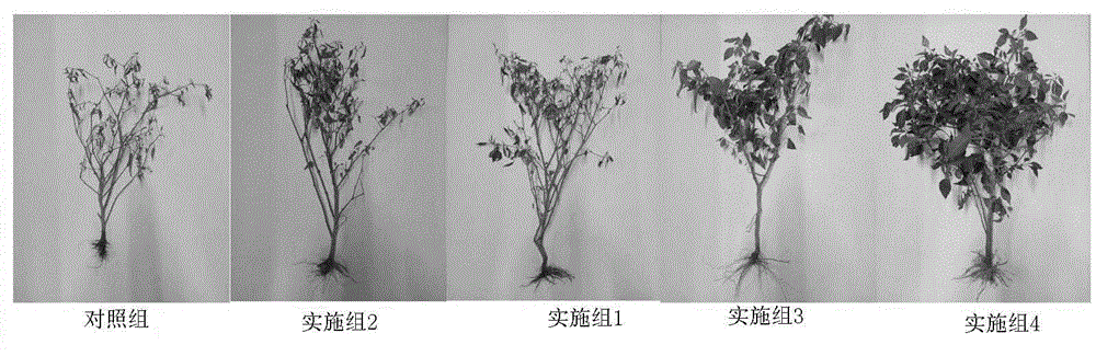 一种石墨烯水分散液在预防农作物青枯病中的用途的制作方法