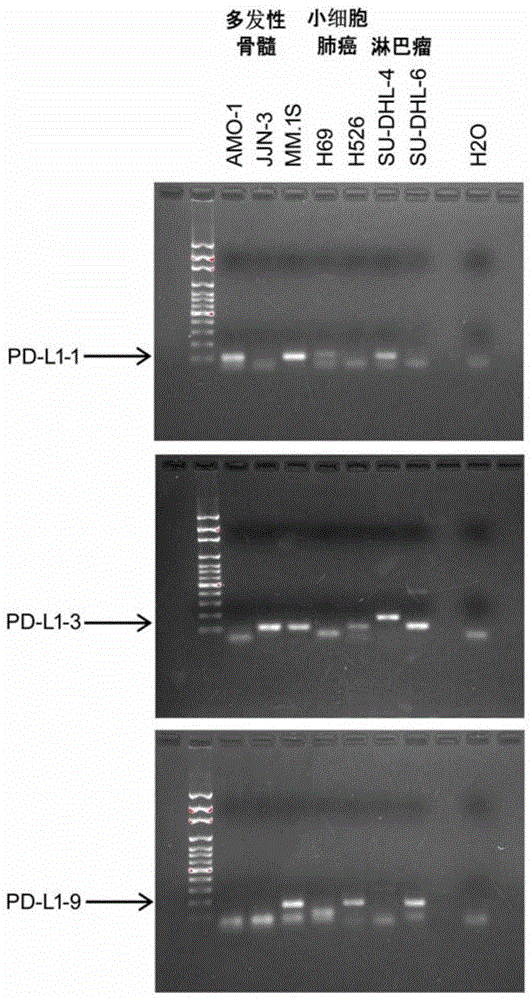 用于检测分泌型PD-L1拼接变体的RT-PCR引物、试剂盒及鉴定方法与流程