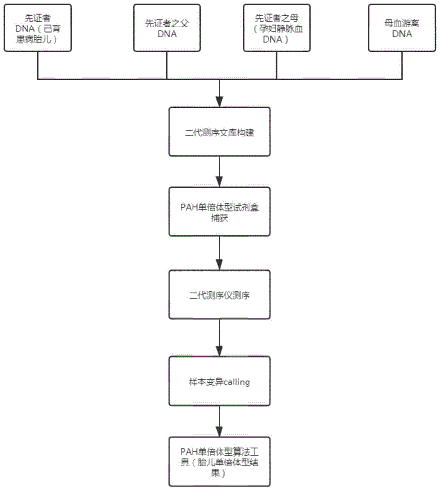 一种苯丙酮尿症PAH基因致病基因型早筛试剂盒的制作方法