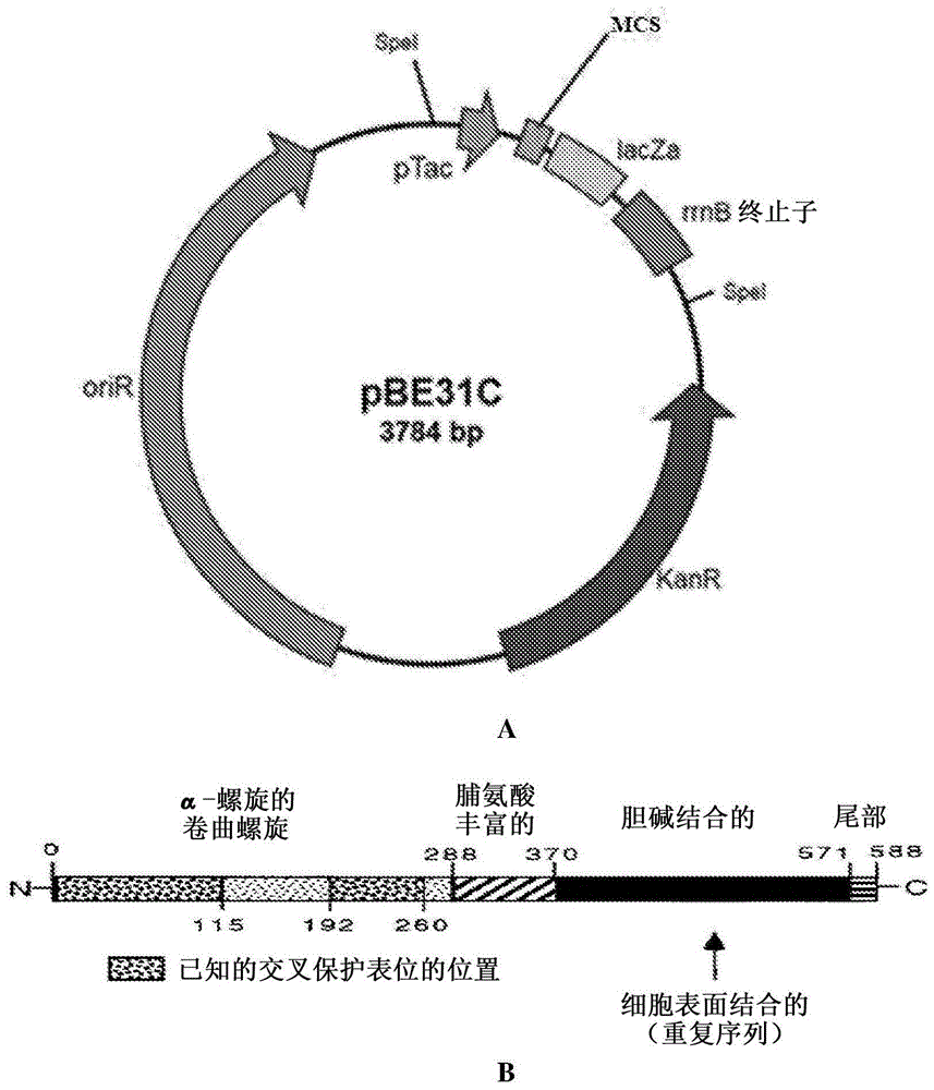 肺炎球菌表面蛋白A(PSPA)的表达的制作方法