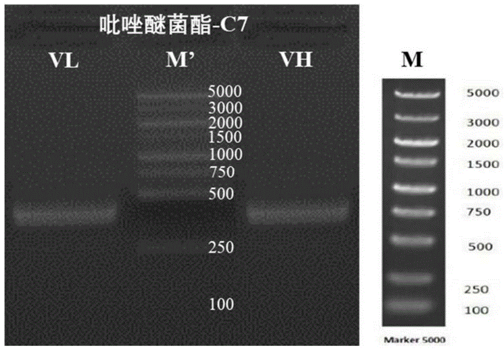 一种特异性抗吡唑醚菌酯抗体的可变区序列及其重组全长抗体的制作方法