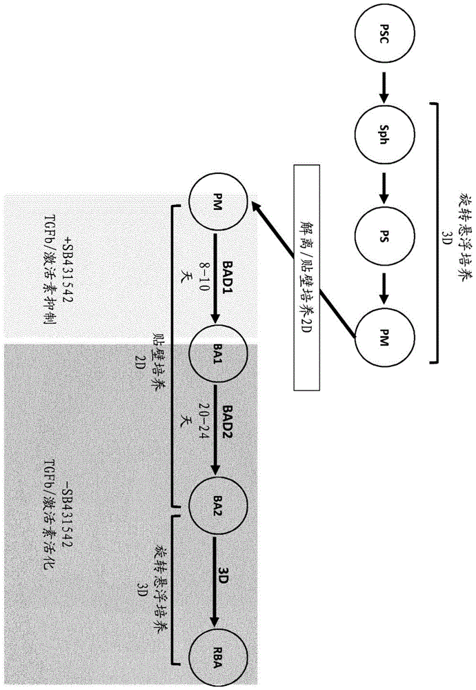 褐色脂肪细胞的产生的制作方法