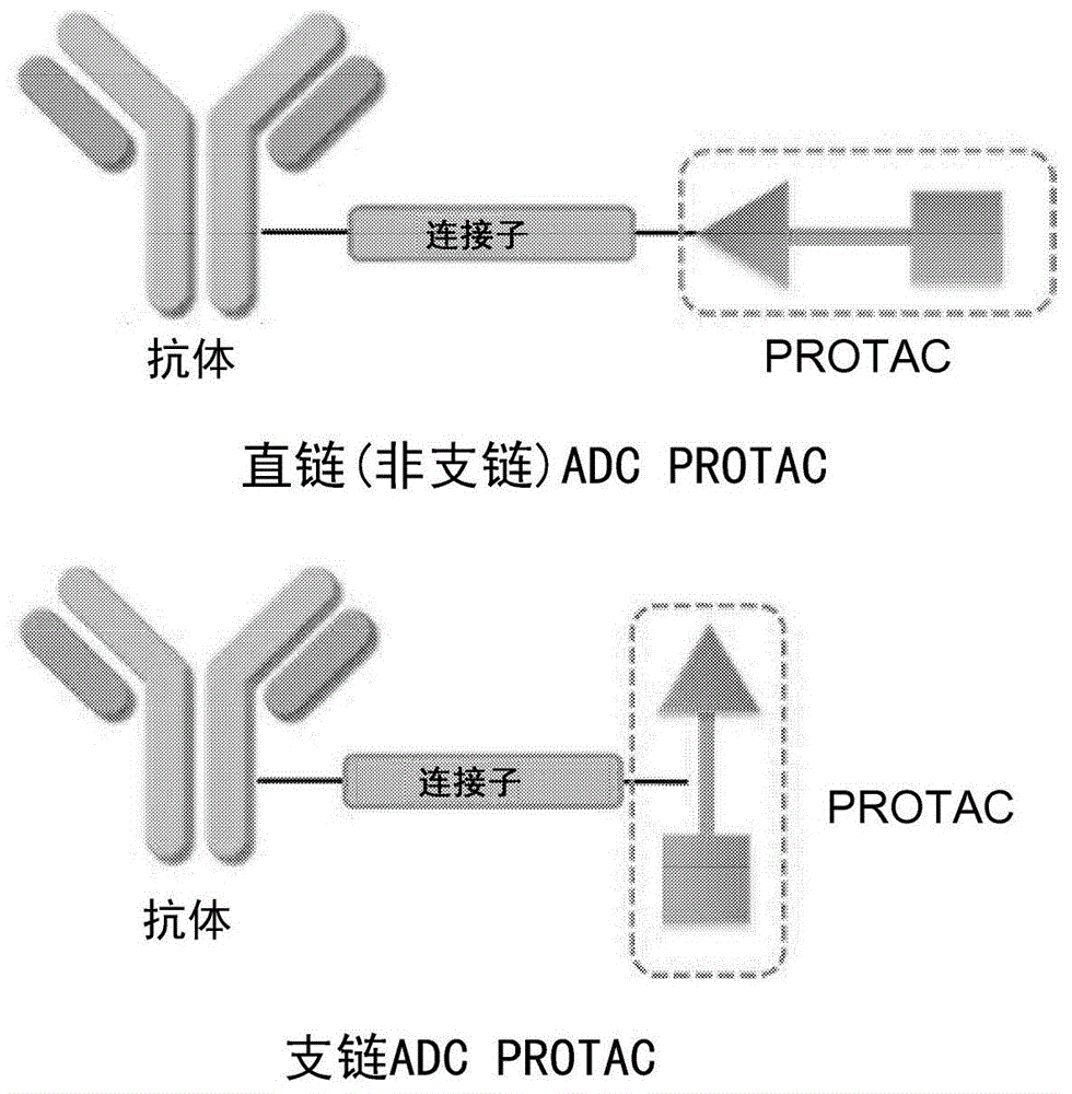 抗体PROTAC偶联物的制作方法